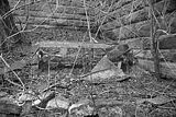 heilanstalt milbitz_175
